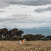safari amboseli kenya