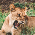 Bâillement de la lionne