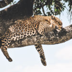Léopard sur sa branche