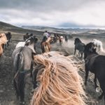 A cheval en Islande