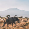 La box photo "Hakuna Matata" – Image 6