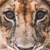 Lionceau en Tanzanie