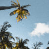 La box photo "Ambiances exotiques" – Image 4
