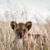Le regard du lionceau