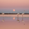 La balade des flamants roses