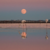 La balade des flamants roses – Image 2