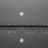 La balade des flamants roses – Image 3