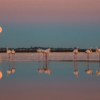 La balade des flamants roses – Image 7