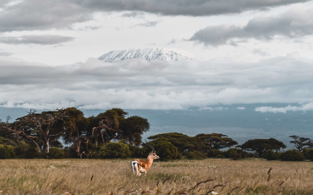 safari amboseli kenya kilimandjaro