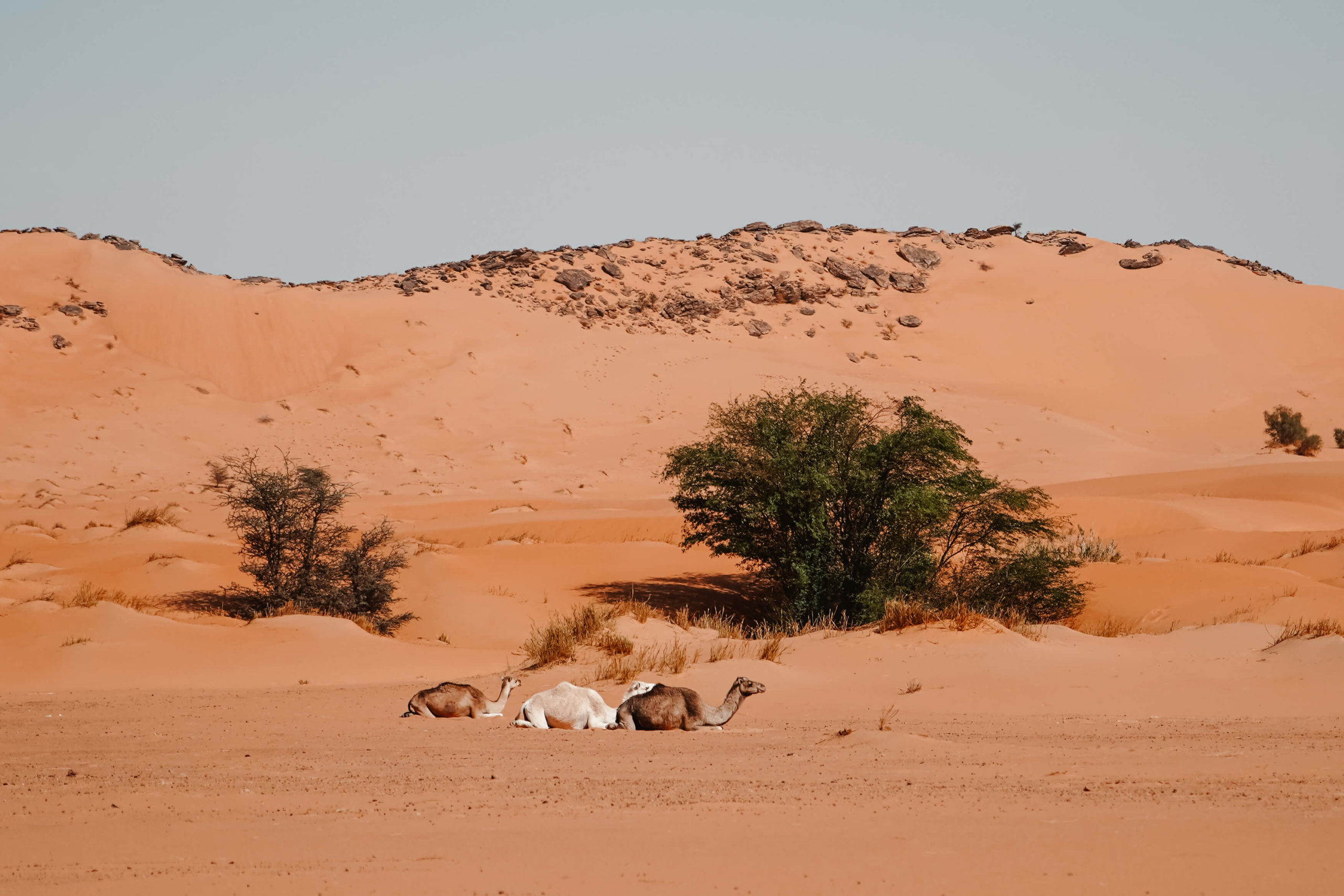 atar désert adrar chinguetti mauritanie road trip blog