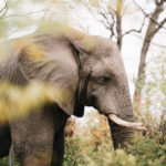 La balade des éléphants – Image 2
