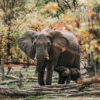 La balade des éléphants