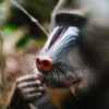 Les mandrills du Gabon