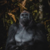 Les gorilles du Congo – Image 2