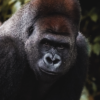 Les gorilles du Congo – Image 4
