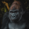 Les gorilles du Congo – Image 3