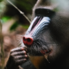 Les mandrills du Gabon – Image 3