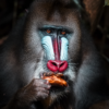 Les mandrills du Gabon – Image 4