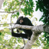 Avec les chimpanzés – Image 3