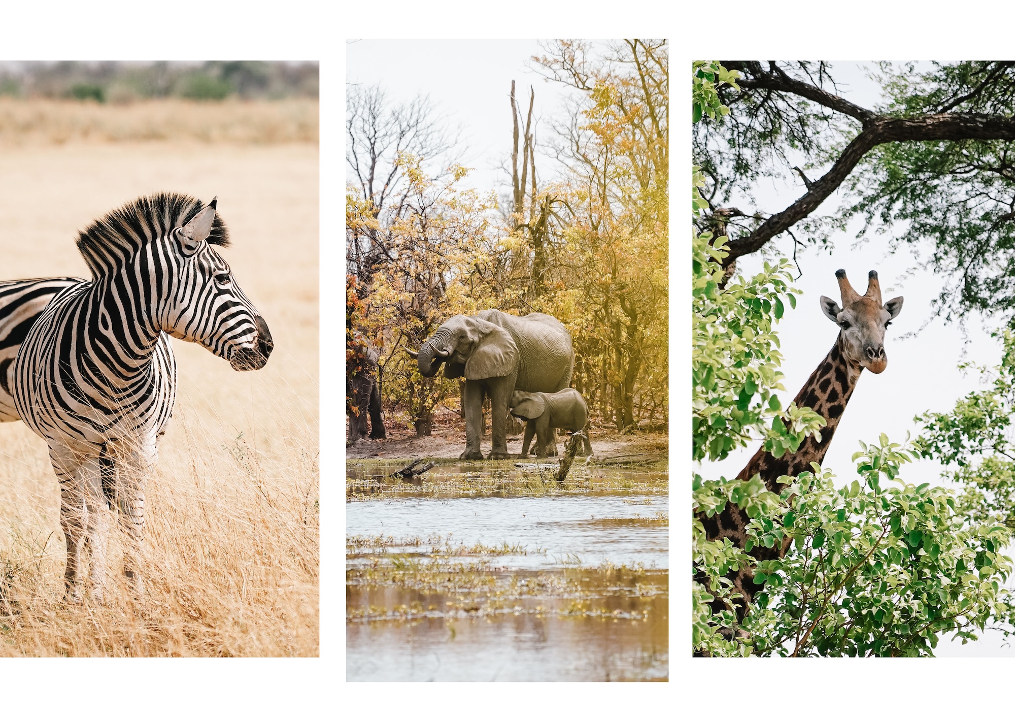 botswana road trip itinéraire voyage blog overlander 4x4 moremi maun okavango