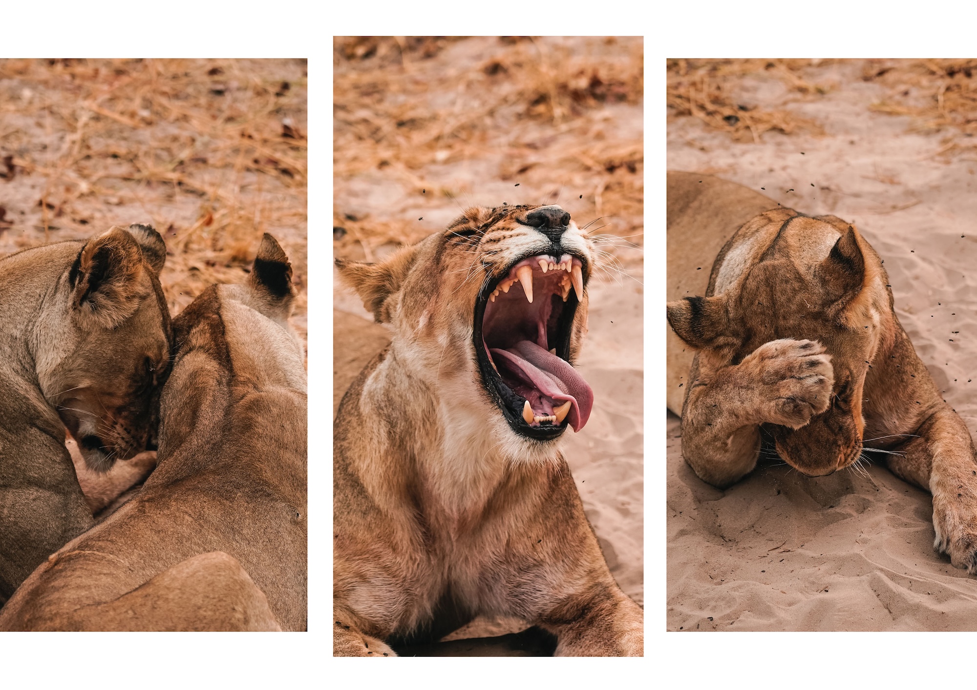 botswana road trip itinéraire voyage blog overlander 4x4 moremi maun okavango