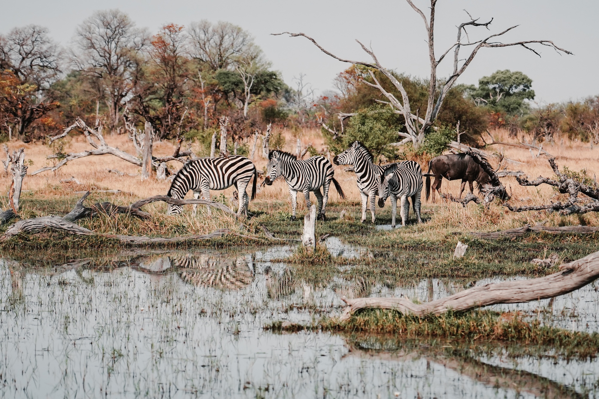 botswana road trip itinéraire voyage blog overlander 4x4 moremi maun okavango
