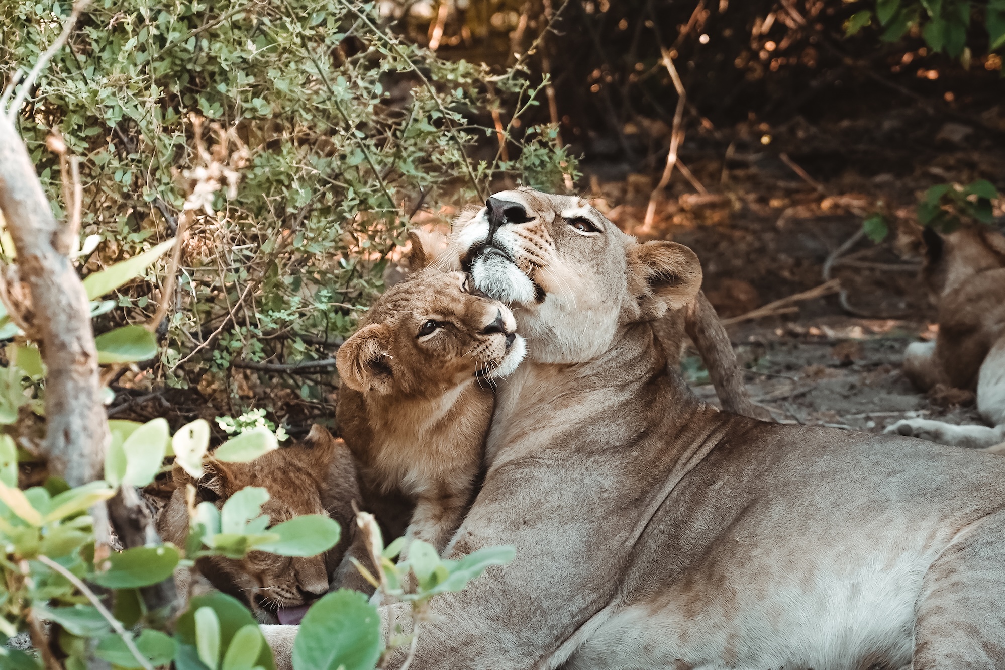 botswana road trip itinéraire voyage blog overlander 4x4 moremi maun okavango
