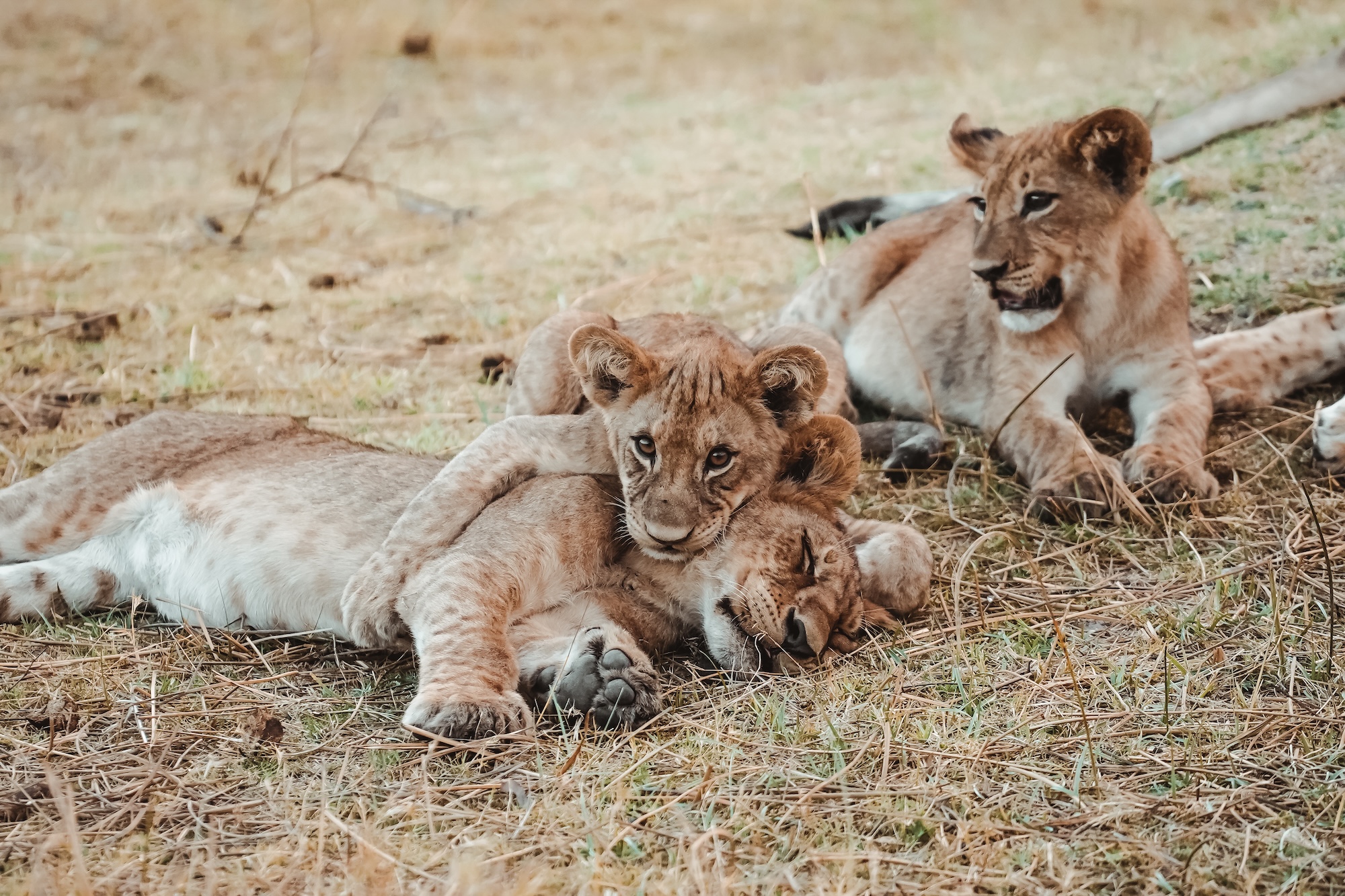 botswana road trip itinéraire voyage blog overlander 4x4 moremi maun okavango