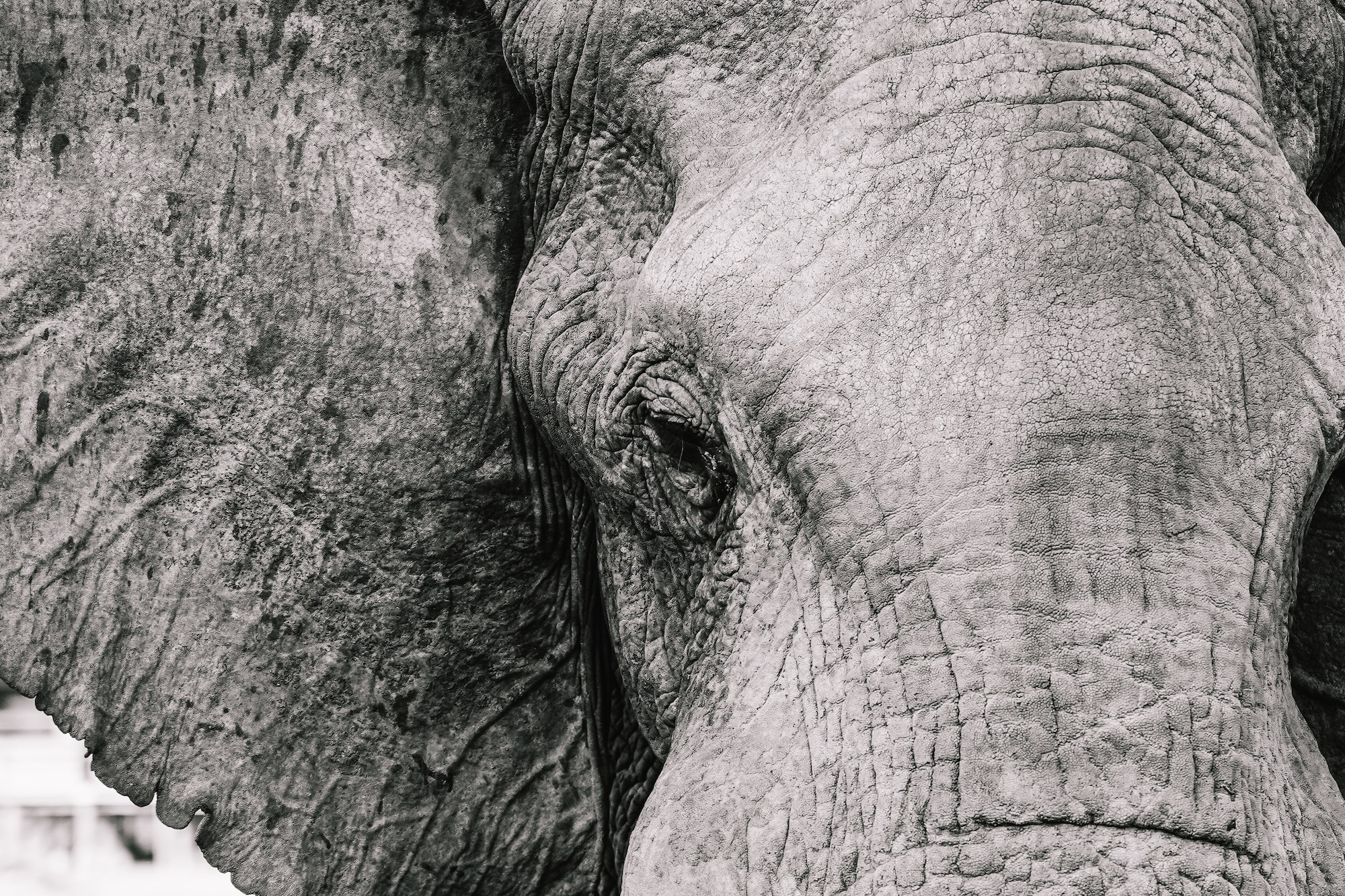 botswana road trip itinéraire voyage blog overlander 4x4 moremi maun okavango elephants sand