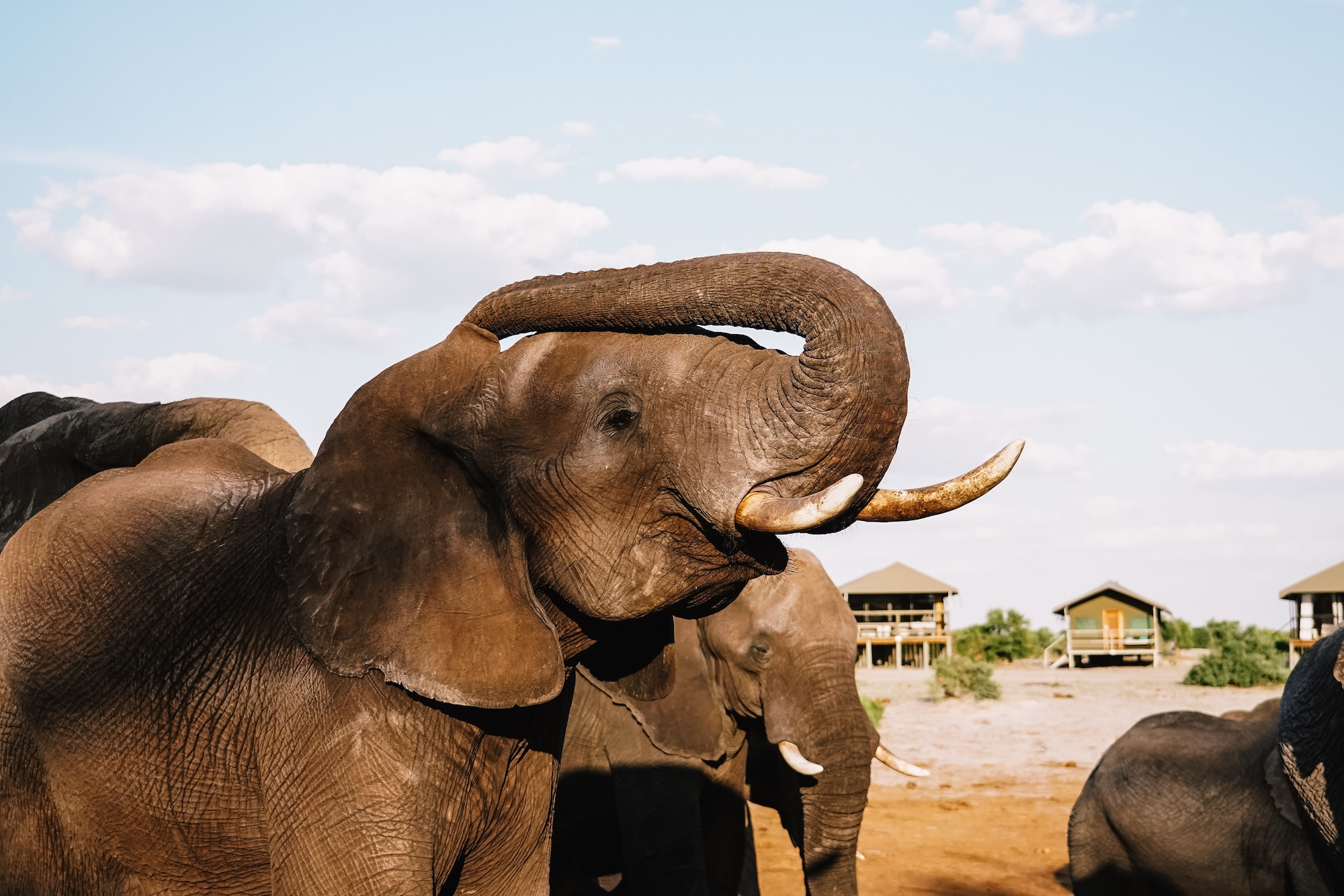 botswana road trip itinéraire voyage blog overlander 4x4 moremi maun okavango elephants sand