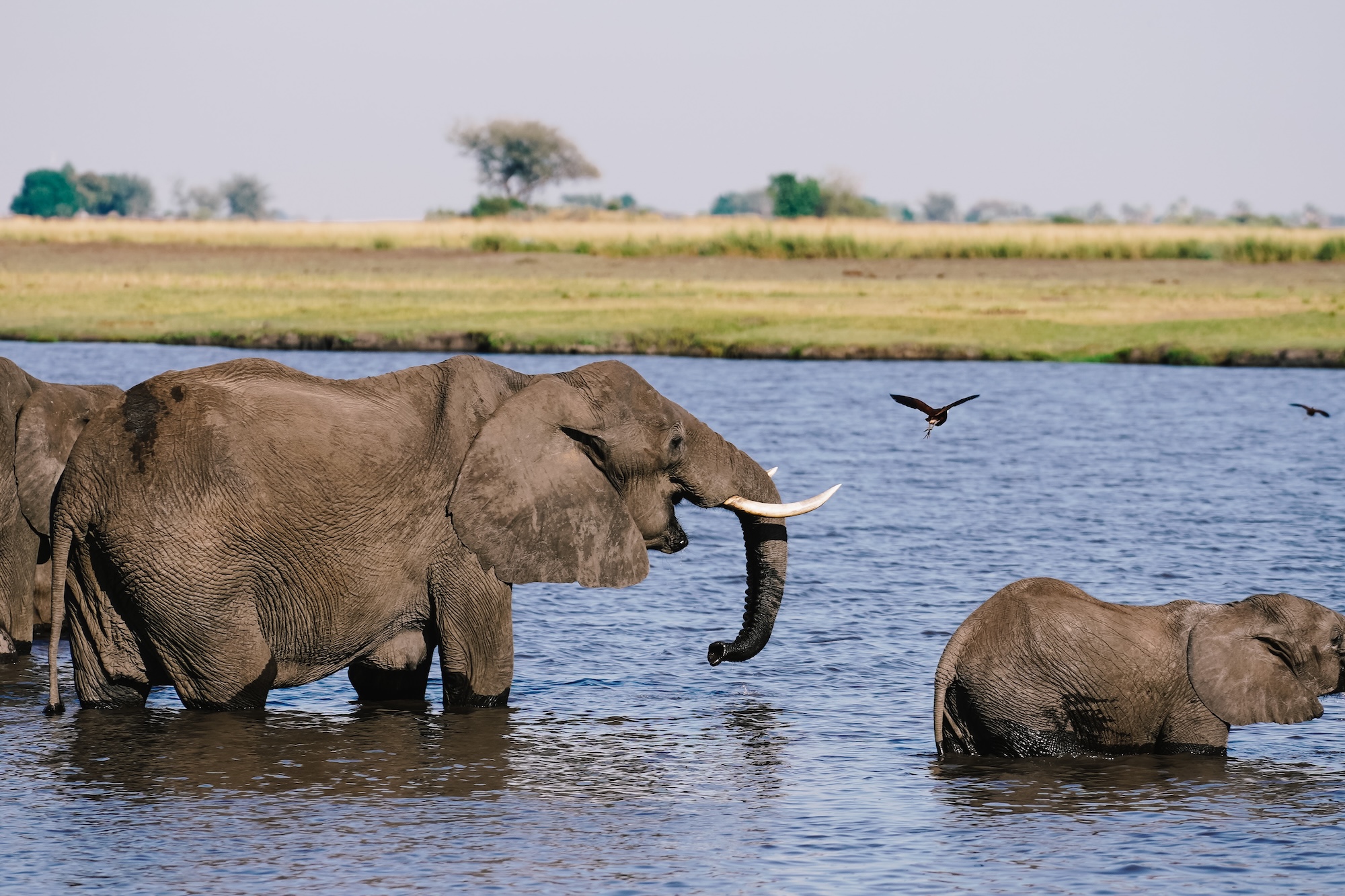 botswana road trip itinéraire voyage blog overlander 4x4 moremi maun okavango chobe national park