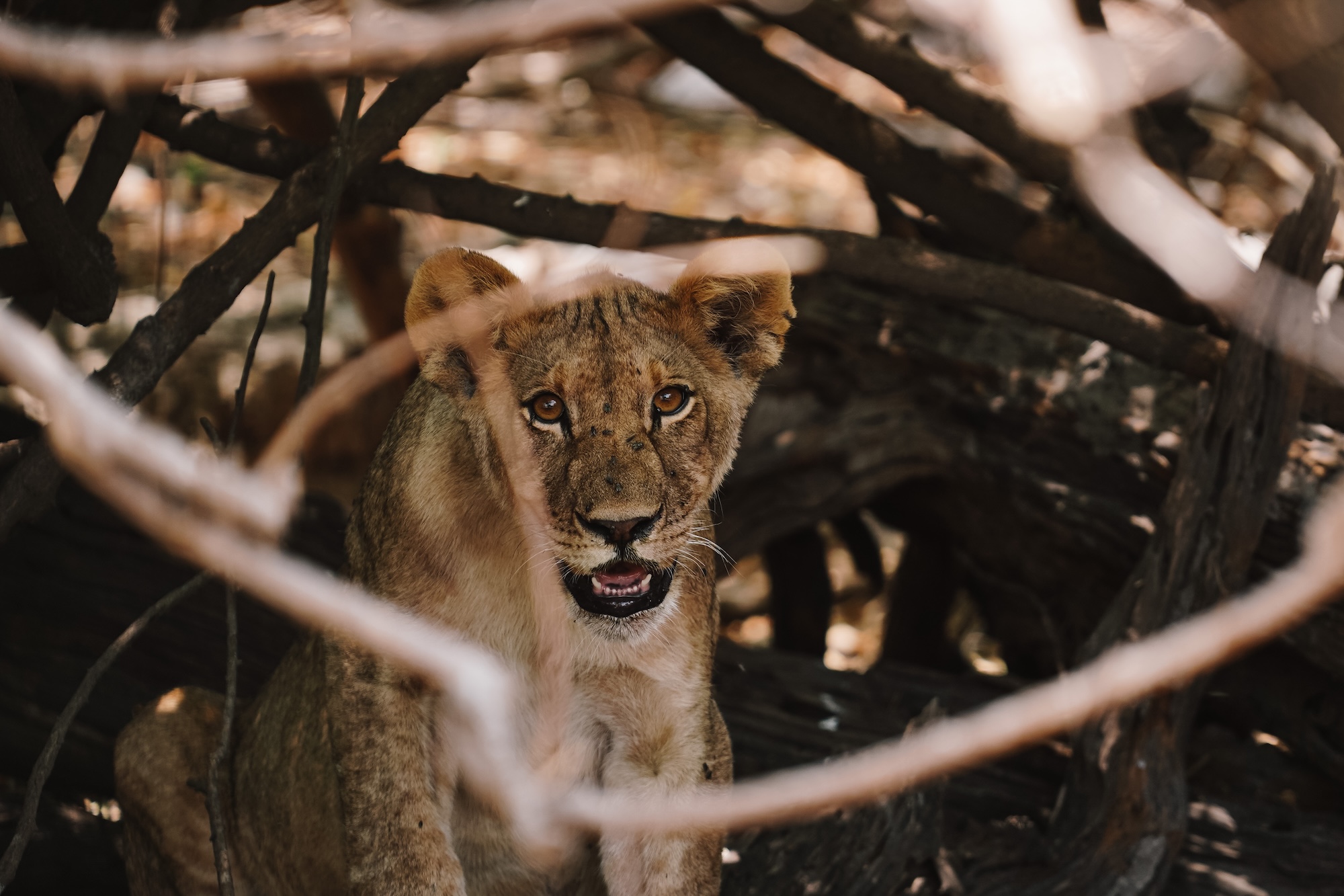 botswana road trip itinéraire voyage blog overlander 4x4 moremi maun okavango chobe national park