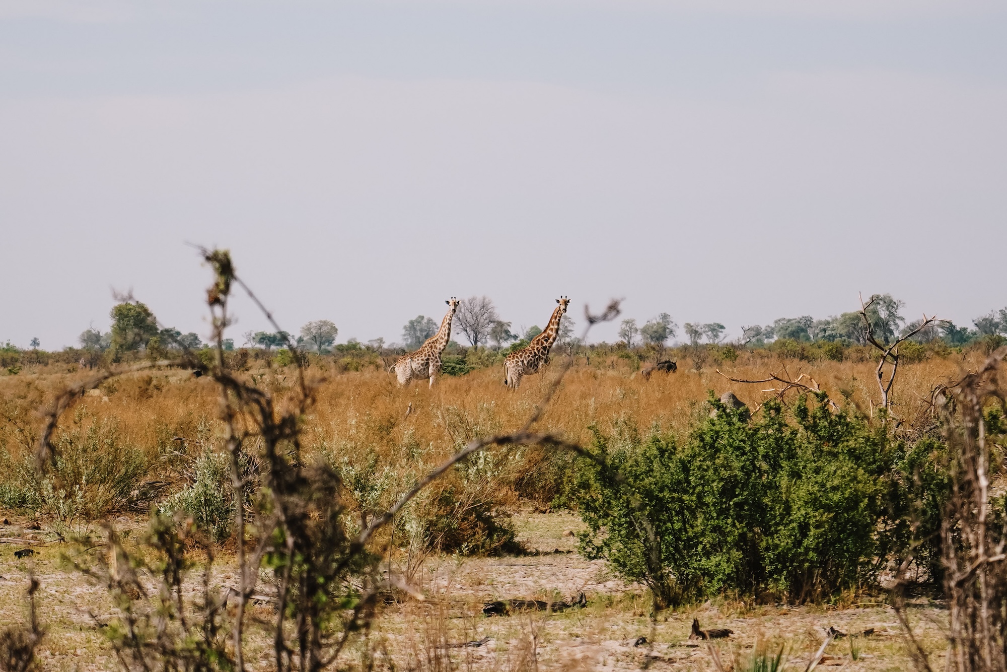 botswana road trip itinéraire voyage blog overlander 4x4 moremi maun okavango 