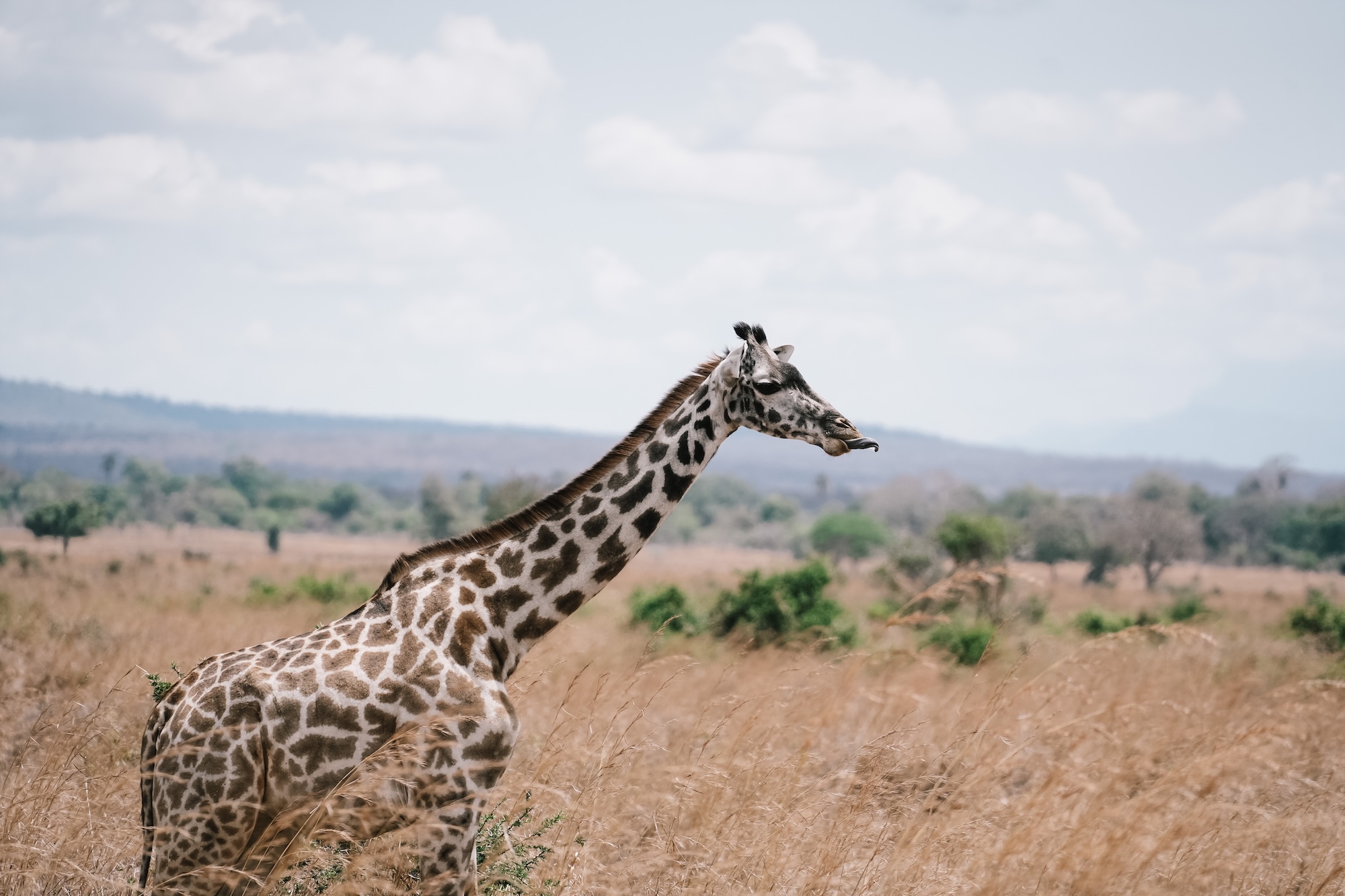 botswana road trip itinéraire voyage blog overlander 4x4 moremi maun okavango