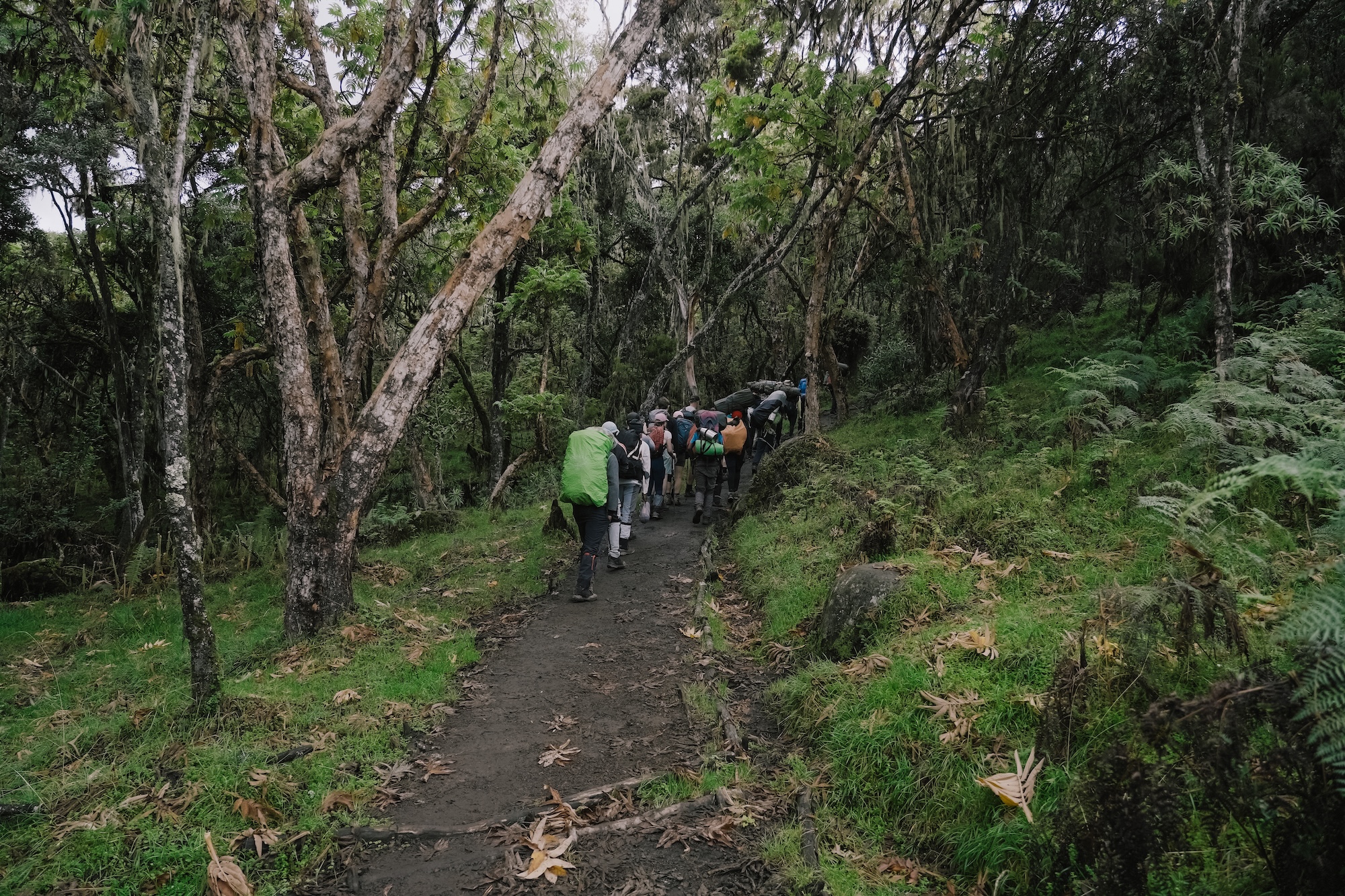 ascension kilimanjaro kilimandjaro sommet machame route